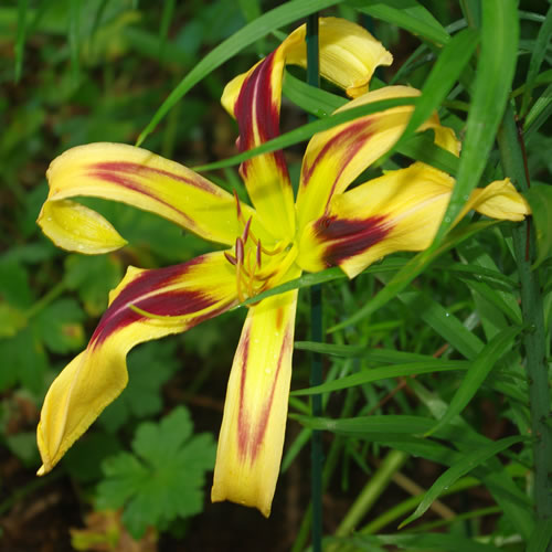 Hemerocallis Free Wheelin